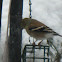 American Goldfinch, female.