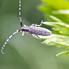 Golden bloomed grey longhorn beetle