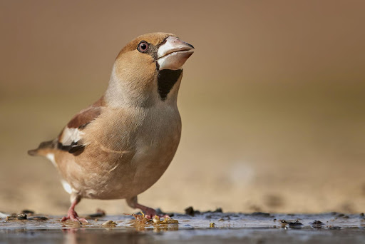Birds Wallpaper HD  backgrounds  themes