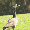 Canada X Greylag Goose