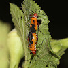 Red Cotton Stainer