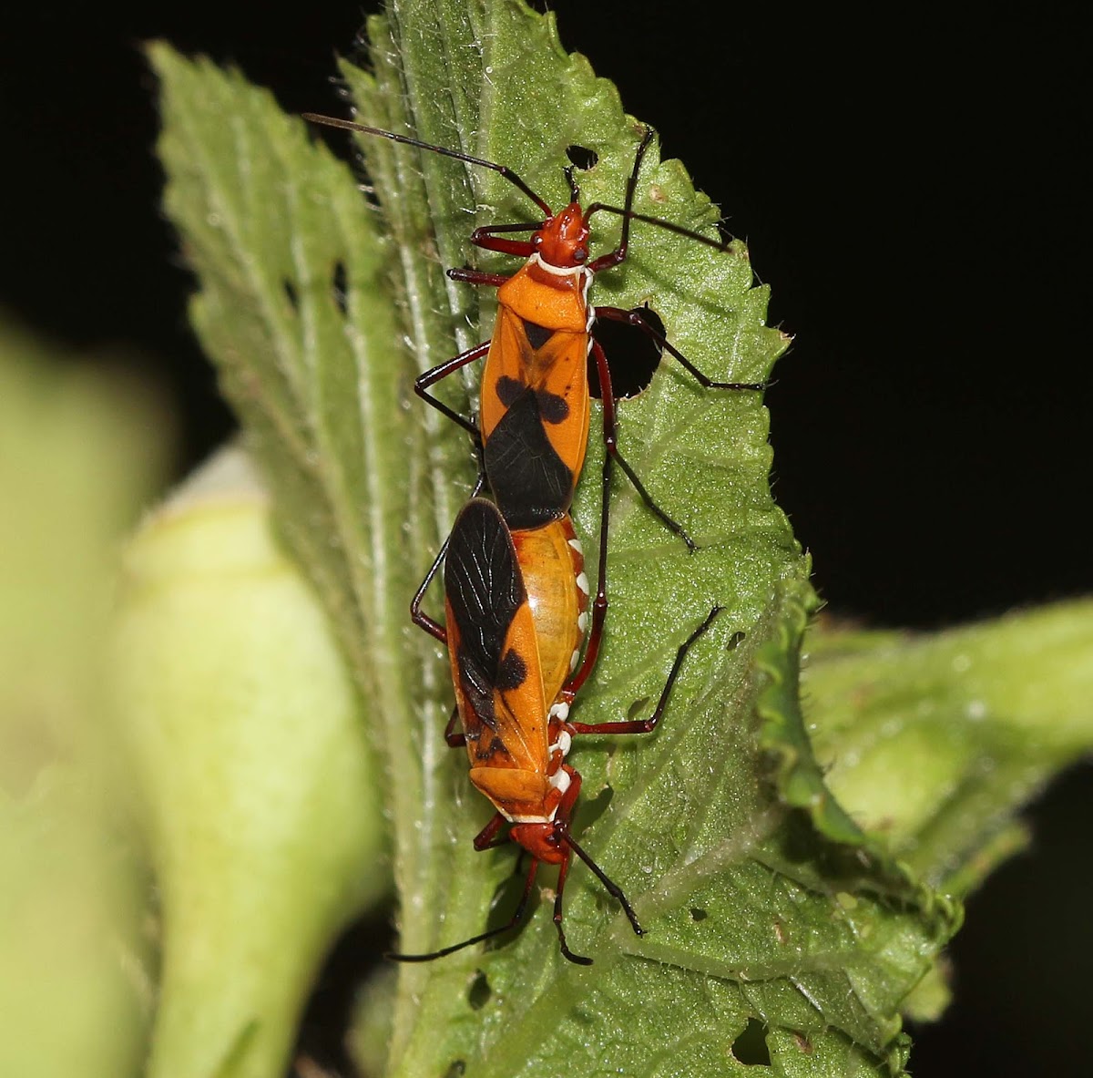 Red Cotton Stainer