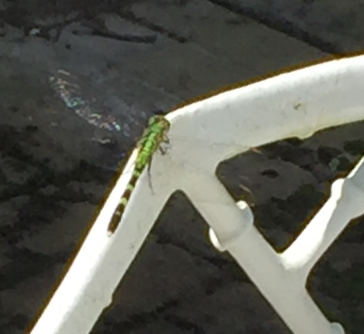 Eastern Pondhawk