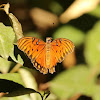 Gulf Fritillary