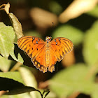 Gulf Fritillary