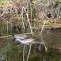 Common Gallinule