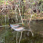 Common Gallinule