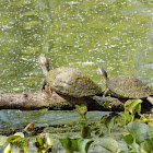 Red Ear Slider