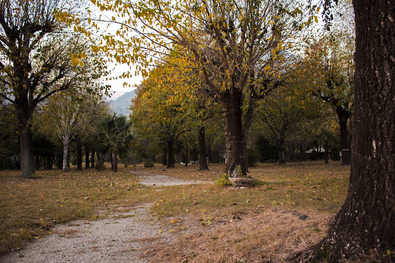 Foglie gialle e profumo d'autunno  di NichiB