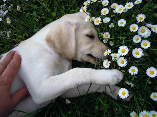 Rifiorisce la vita .......... è Primavera di MWALTER