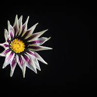 Gazania on black di 