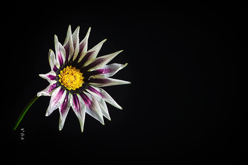 Gazania on black di Barbara Surimi