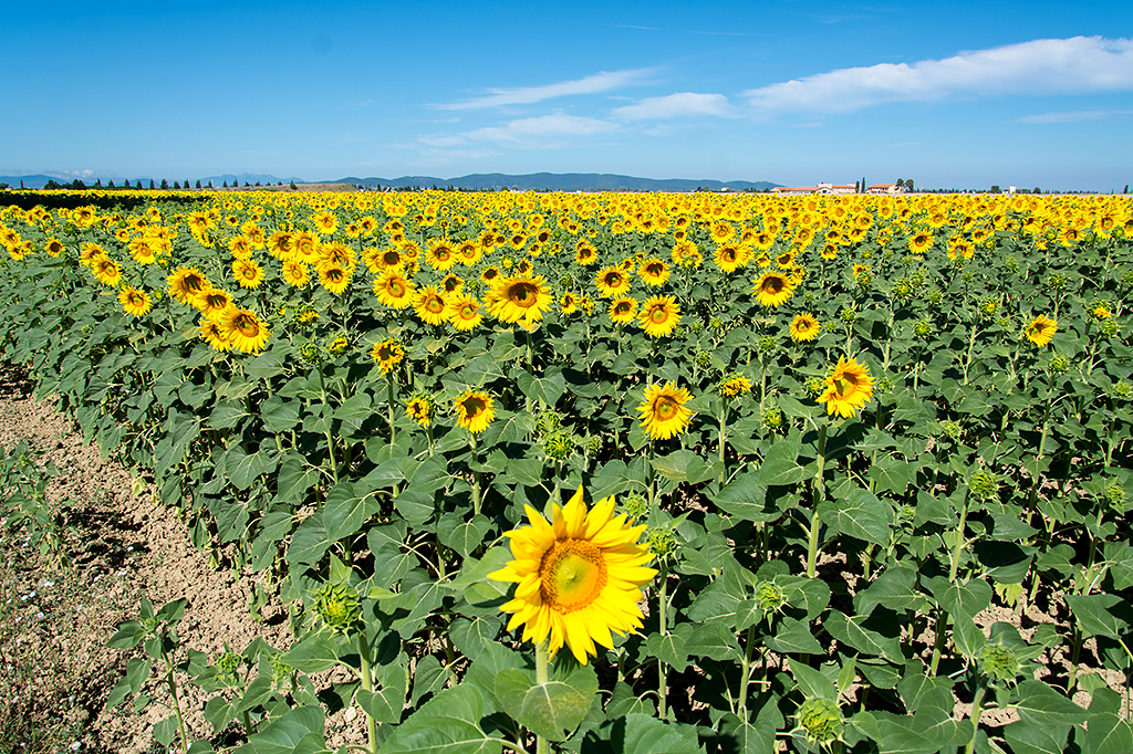 Toscana di Picchiolino