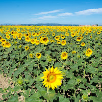 Toscana di 