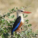 Grey-headed Kingfisher