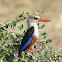 Grey-headed Kingfisher