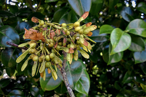 Acer pseudoplatanus