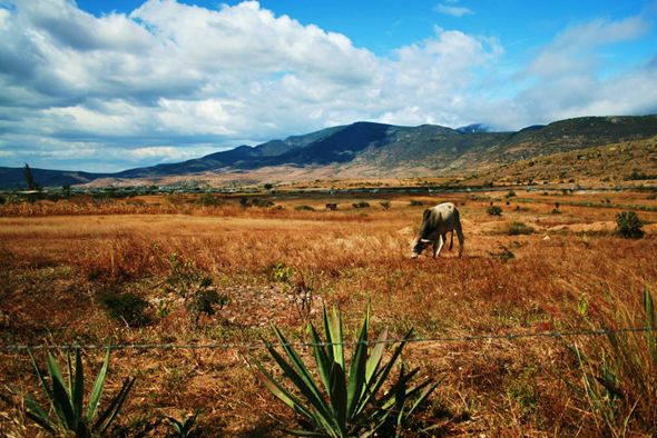 OaXaCa di Francesca Demichei