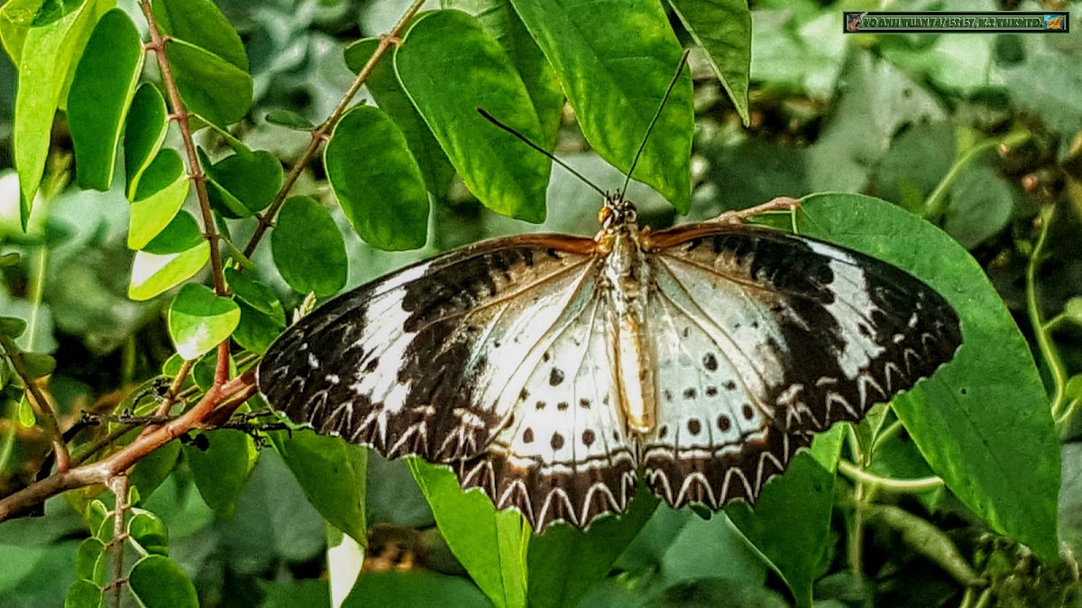 Leopard Lacewing. ♀