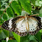 Leopard Lacewing. ♀