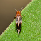 Tumbling Flower Beetle