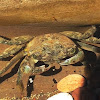 Striped shore crab