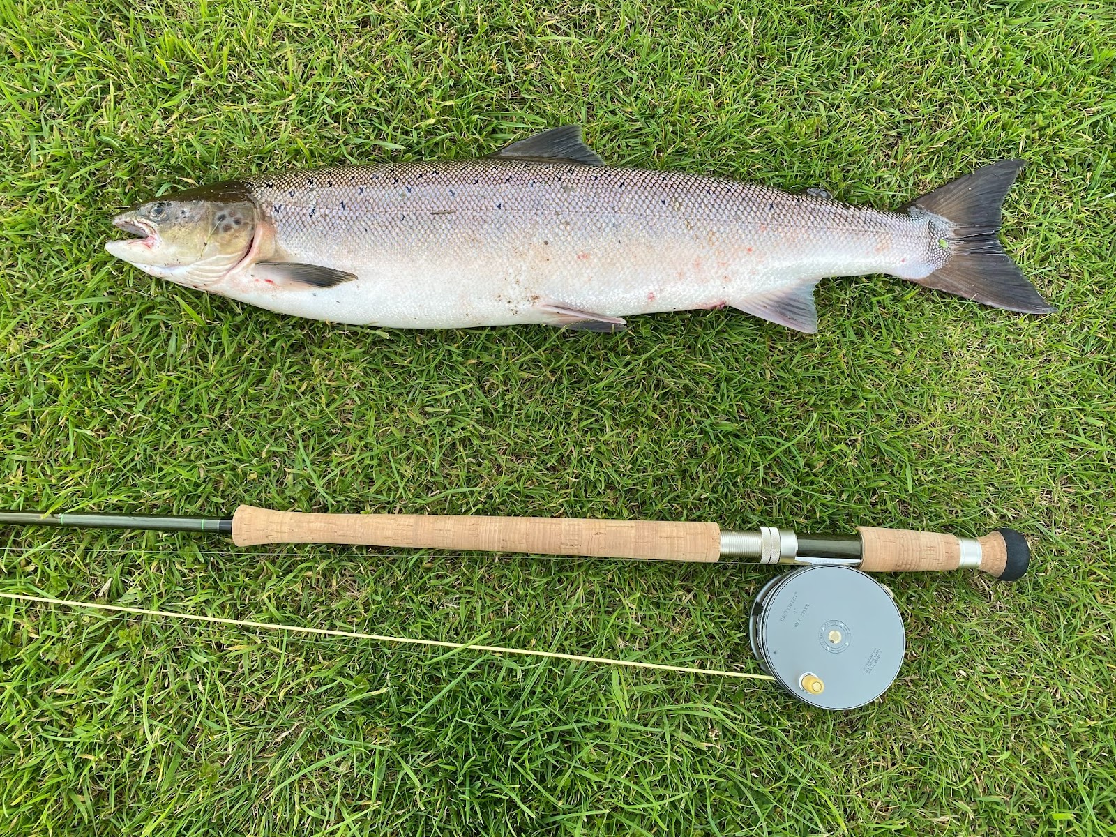 salmon and a fly rod/reel