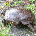 Gopher Tortoise