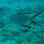 Palometa