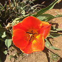 Tulip