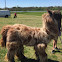 Llama - Alpaca mix