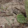 Prairie Rattlesnake