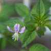 Fringed spider flower