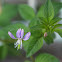 Fringed spider flower