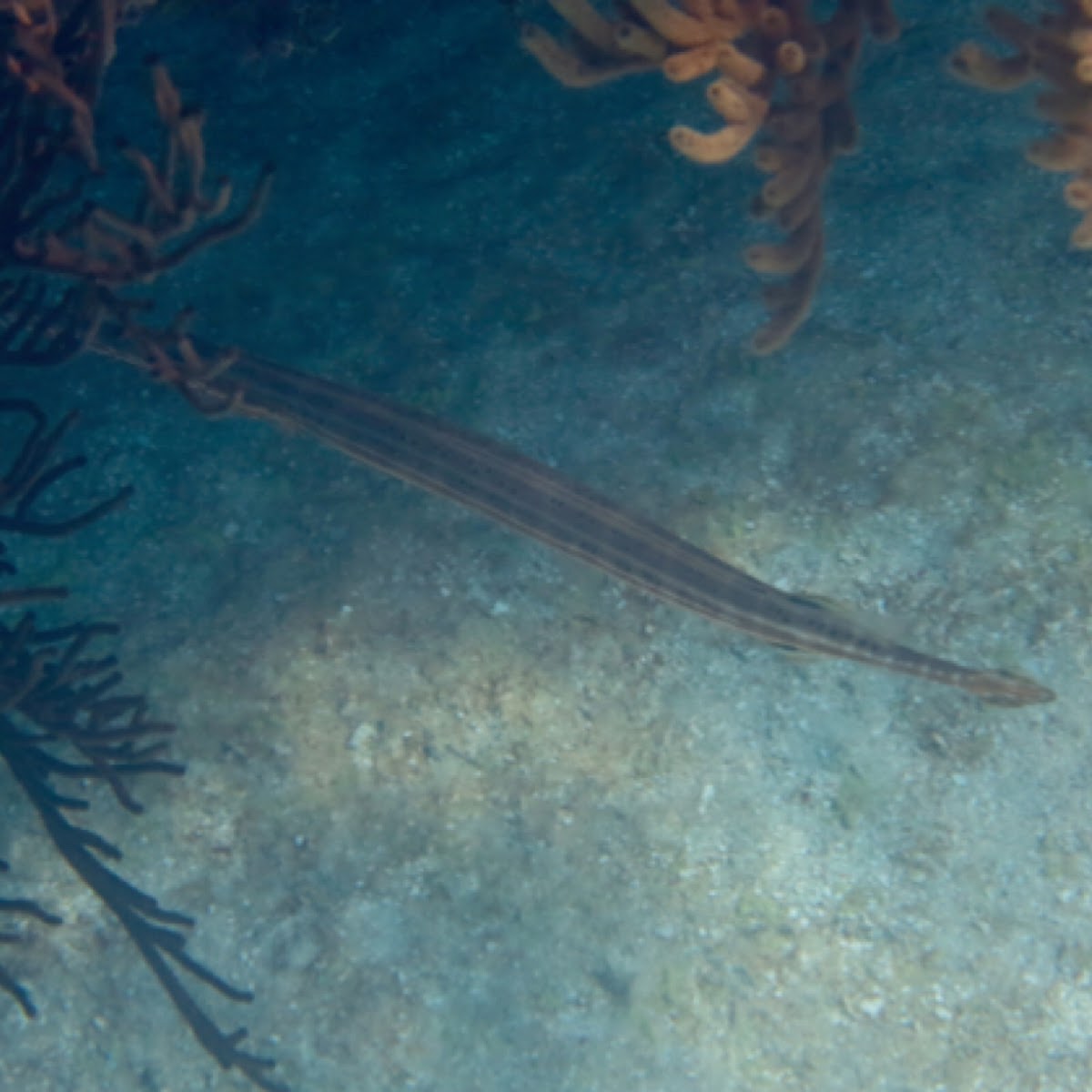 Trumpetfish