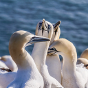 White geese flock