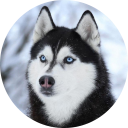 Husky Wallpaper chrome extension