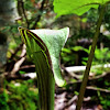 Jack-in-the-Pulpit