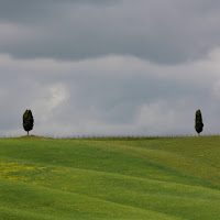 cipressi val d'orcia di 