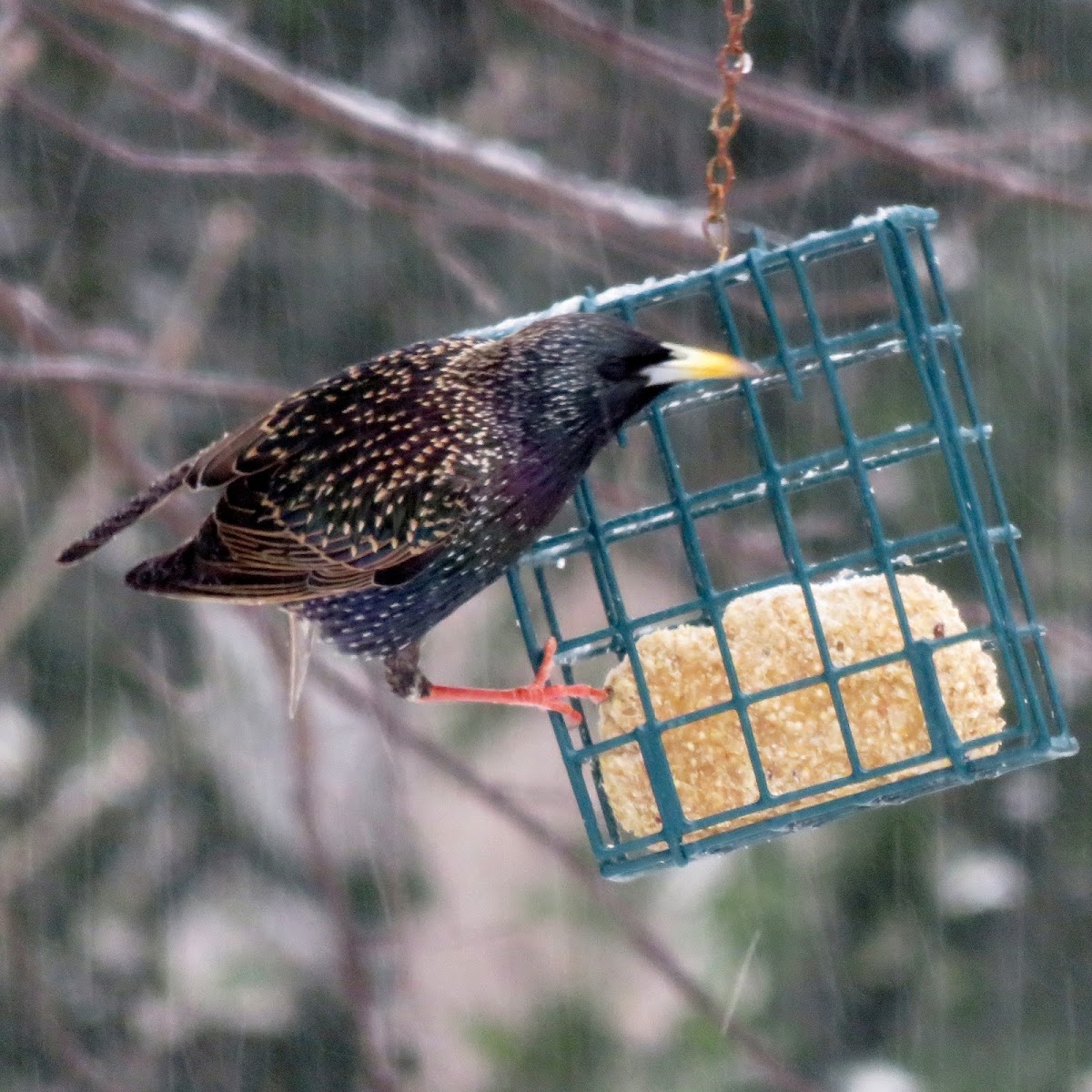 European Starling