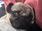 Ohana, the miracle pug who travelled from Cape Town to Joburg for life-saving surgery earlier this year, has found a new home and is healthy.