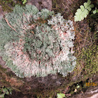 Lichen