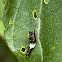 Spice bush swallowtail larvae