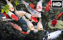 Koi Fish Backgrounds HD Custom Fishes New Tab small promo image