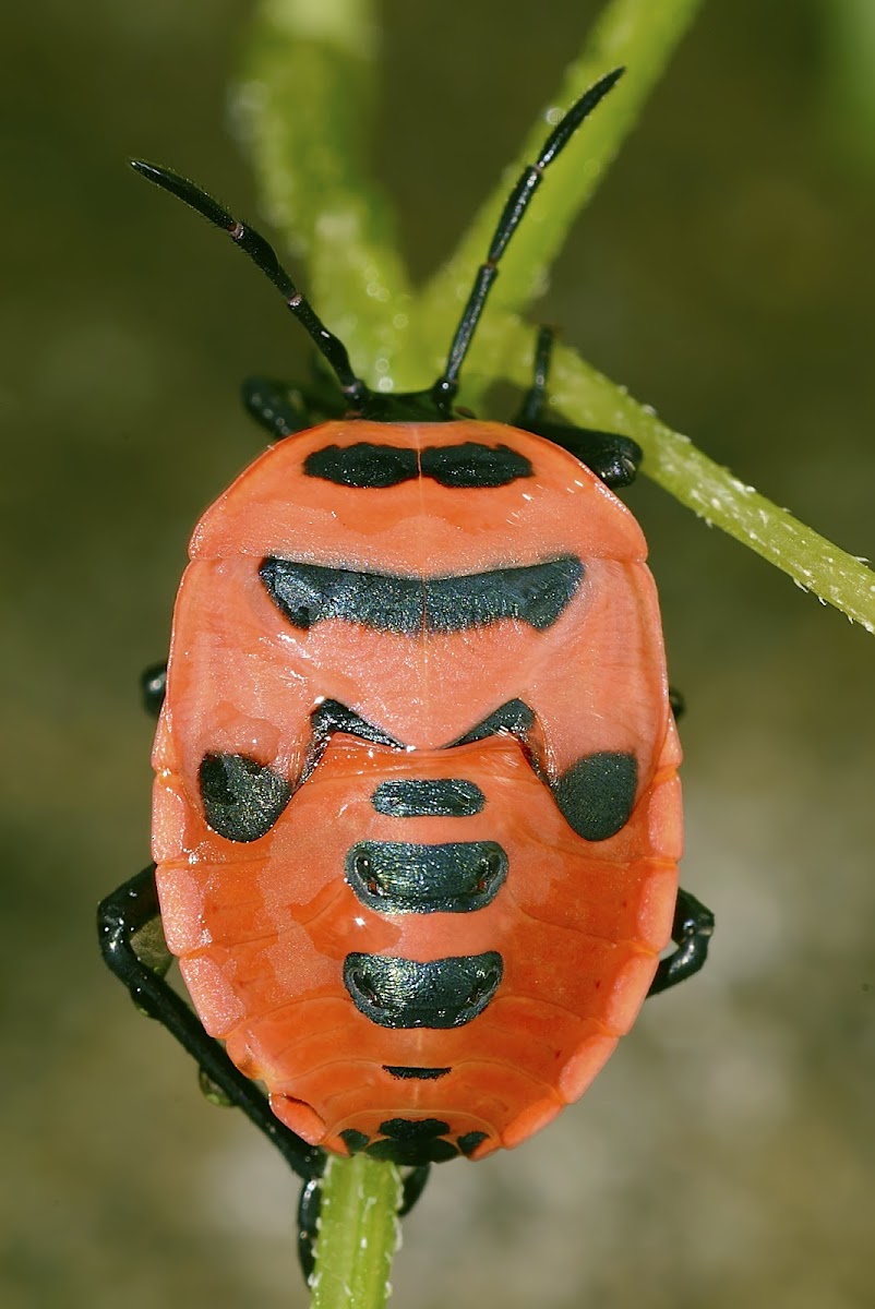 Cucurbit Stink Bug Nymph