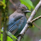 Stellars jay