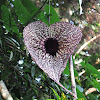 Pelican flower