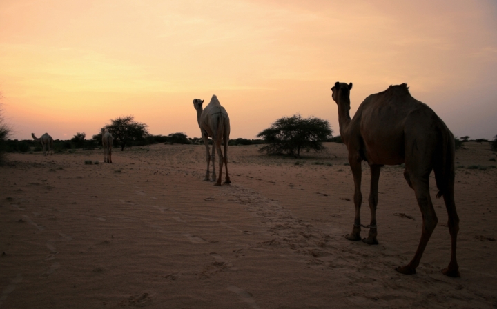 Le tracce del deserto di nocciu