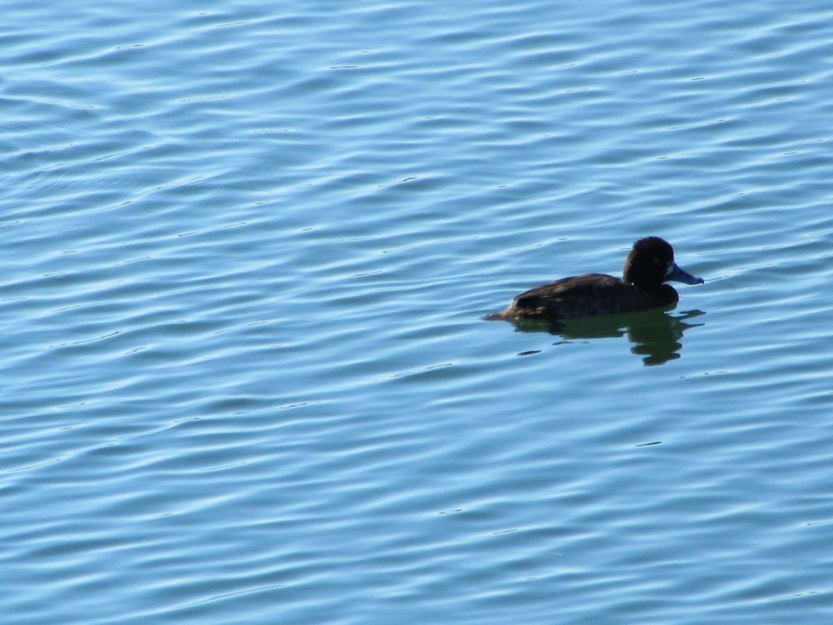 lesser scaup