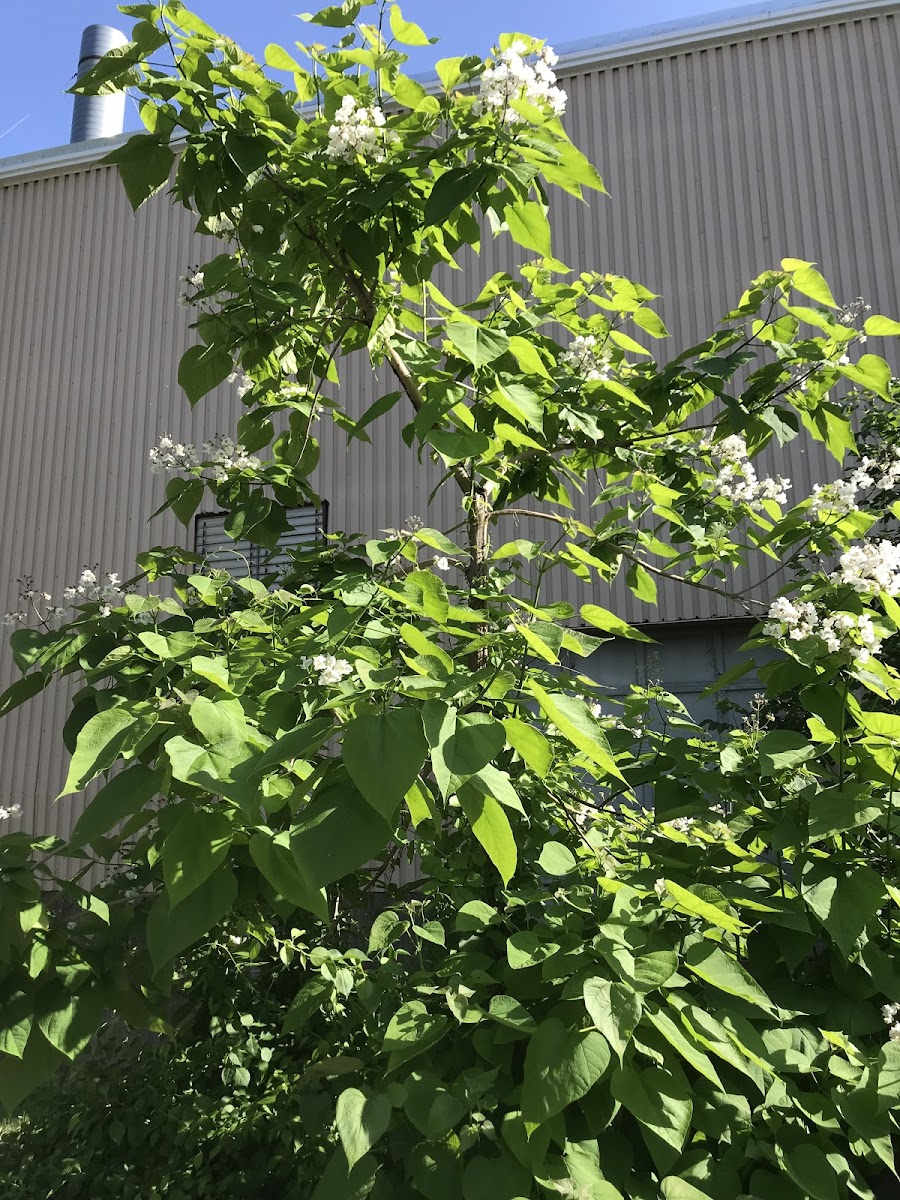 Northern Catalpa